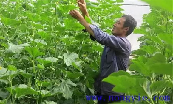 厚皮甜瓜生长温度要求和湿度要求插图 厚皮甜瓜生长温度要求和湿度要求插图