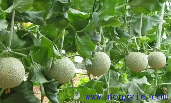 厚皮甜瓜生长温度要求和湿度要求插图1 厚皮甜瓜生长温度要求和湿度要求插图1