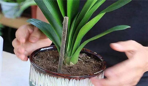 大花蕙兰什么时候开花,如何养护与管理插图1 大花蕙兰什么时候开花,如何养护与管理插图1