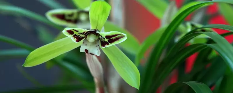 兰草花品种插图 兰草花品种插图