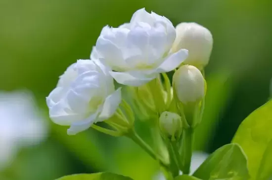 夏天开的花都有什么花插图2