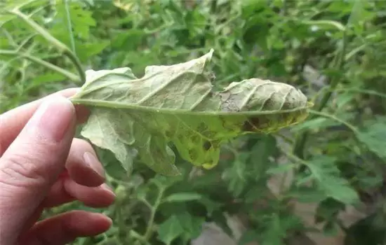 番茄病虫害防治:番茄病毒病、青枯病等插图2 番茄病虫害防治:番茄病毒病、青枯病等插图2