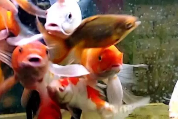 养锦鲤需要在鱼缸里放盐吗,需根据养殖情况来决定插图3 养锦鲤需要在鱼缸里放盐吗,需根据养殖情况来决定插图3