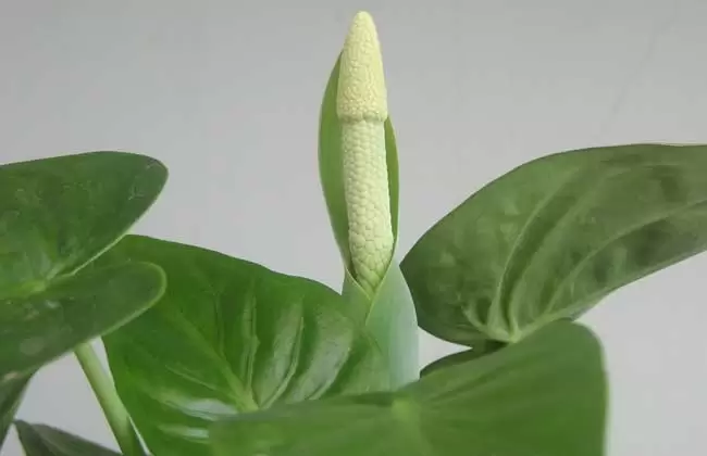 滴水观音开花吗?插图 滴水观音开花吗?插图