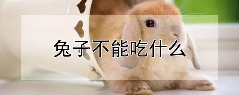 兔子不能吃什么插图