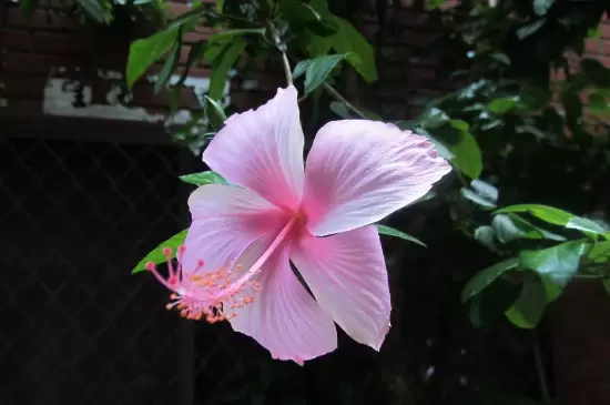 家中最忌讳的十种花插图5