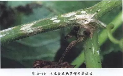 冬瓜炭疽病的危害症状 冬瓜炭疽病的防治方法插图2