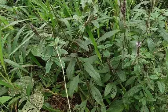 双子叶植物叶片的结构特点插图3