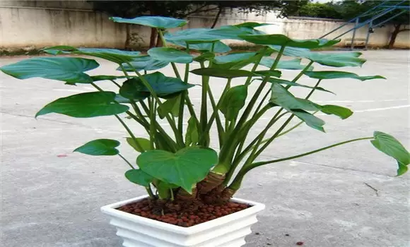 滴水观音有毒吗 滴水观音的种植方法插图
