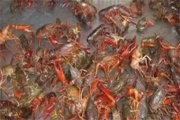 小龙虾一次产多少卵 产卵后多久孵化需注意什么插图2