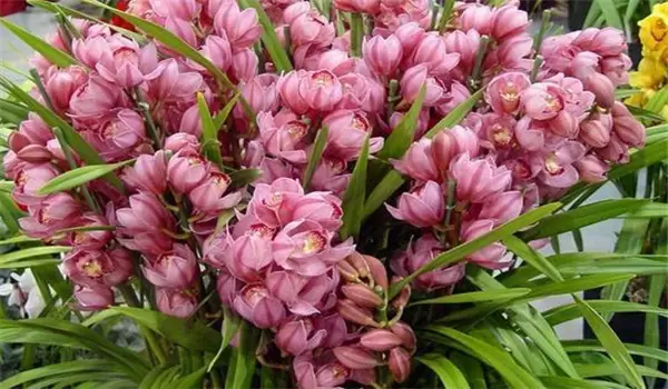大花蕙兰什么时候开花,如何养护与管理插图3 大花蕙兰什么时候开花,如何养护与管理插图3