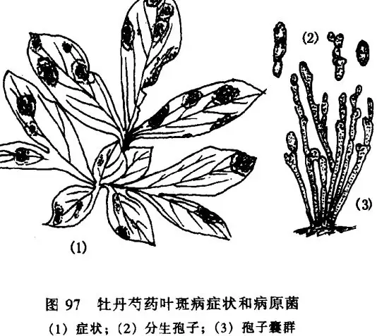 怎样防治牡丹、芍药红斑病-会东网