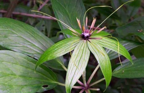 七叶一枝花图片-会东网