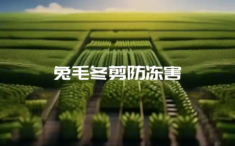 兔毛冬剪防冻害-会东网