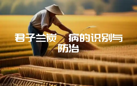 君子兰炭疽病的识别与防治插图 君子兰炭疽病的识别与防治插图