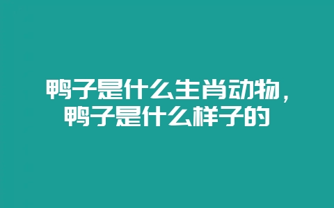 鸭子是什么生肖动物，鸭子是什么样子的-会东网