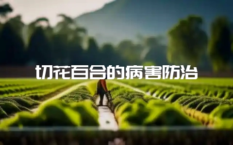 切花百合的病害防治-会东网