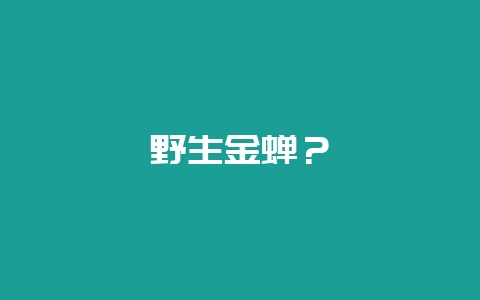 野生金蝉?插图 野生金蝉?插图