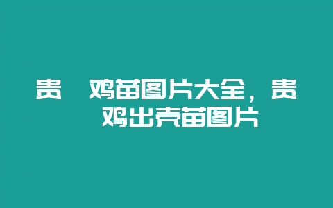贵妃鸡苗图片大全，贵妃鸡出壳苗图片-会东网
