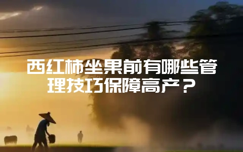 西红柿坐果前有哪些管理技巧保障高产？-会东网