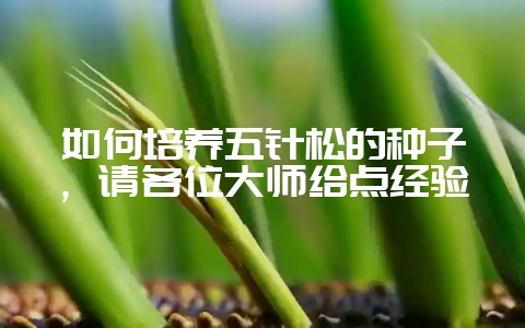 如何培养五针松的种子，请各位大师给点经验-会东网