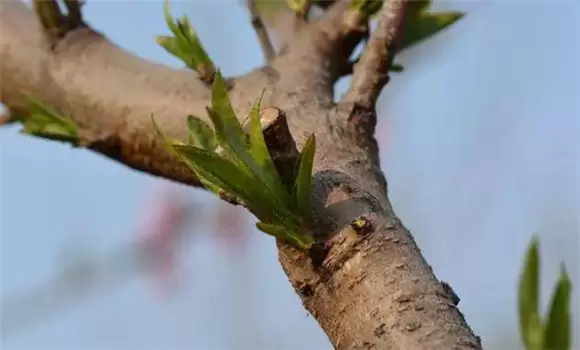 桃树夏季修剪方法有哪些-会东网