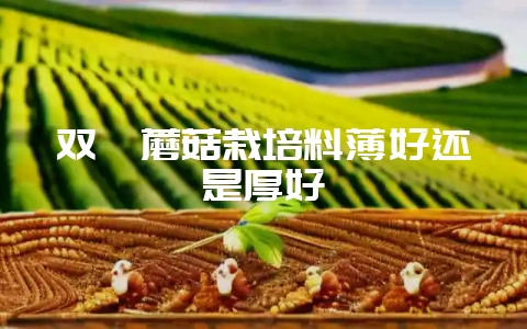 双孢蘑菇栽培料薄好还是厚好-会东网