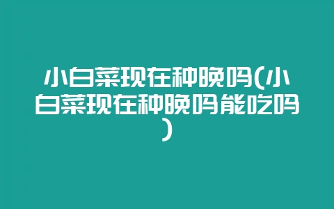 小白菜现在种晚吗(小白菜现在种晚吗能吃吗)-会东网