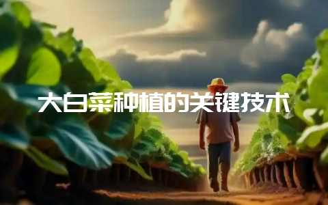 大白菜种植的关键技术-会东网