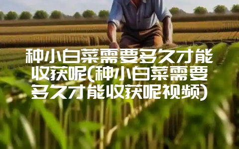 种小白菜需要多久才能收获呢(种小白菜需要多久才能收获呢视频)插图 种小白菜需要多久才能收获呢(种小白菜需要多久才能收获呢视频)插图