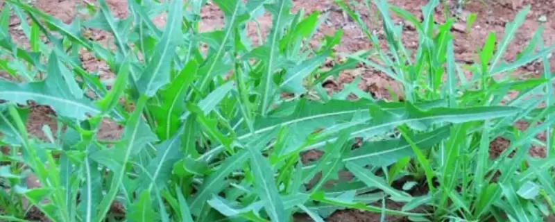 曲曲菜几月份生长-会东网