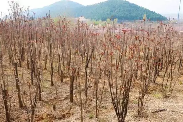 香椿一亩地种植多少棵 露天香椿树怎么种植-会东网