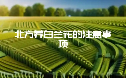 北方养白兰花的注意事项-会东网