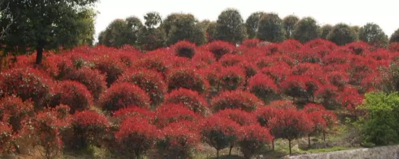 石楠树的介绍-会东网