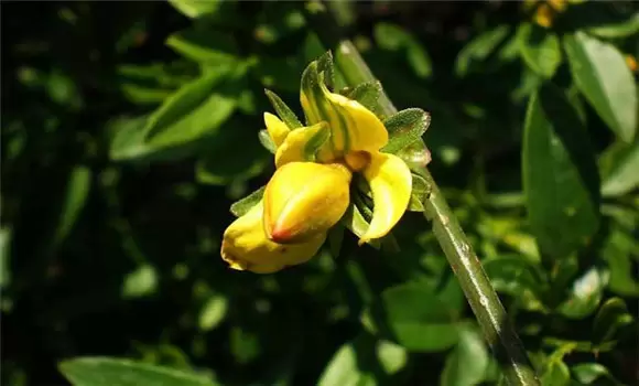 迎春花的养殖方法,迎春花的养殖技术要点-会东网