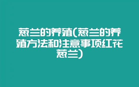 葱兰的养殖(葱兰的养殖方法和注意事项红花葱兰)-会东网