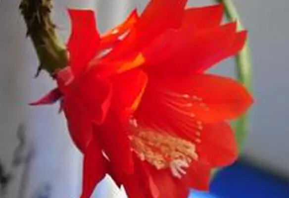 仙人剑花怎么养 仙人剑花的养殖方法-会东网