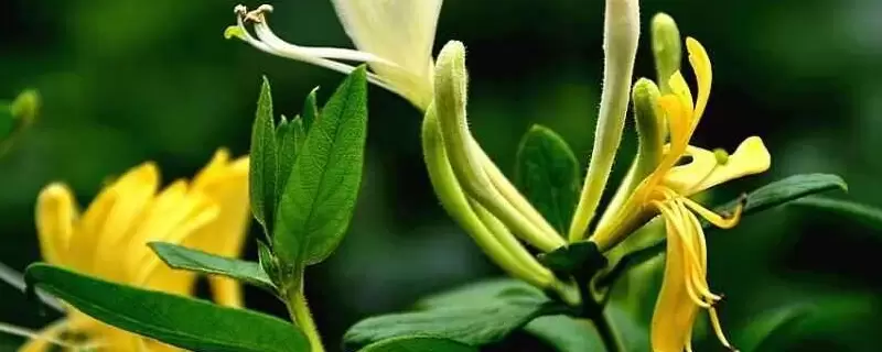 荒山种植什么赚钱，种植哪些经济作物赚钱-会东网