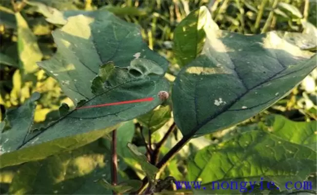 茄子灰霉病发病原因是什么 如何防治茄子灰霉病-会东网