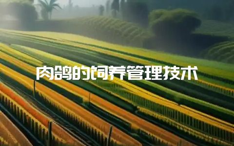 肉鸽的饲养管理技术-会东网