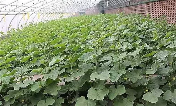 春季大棚黄瓜栽培技术要点-会东网
