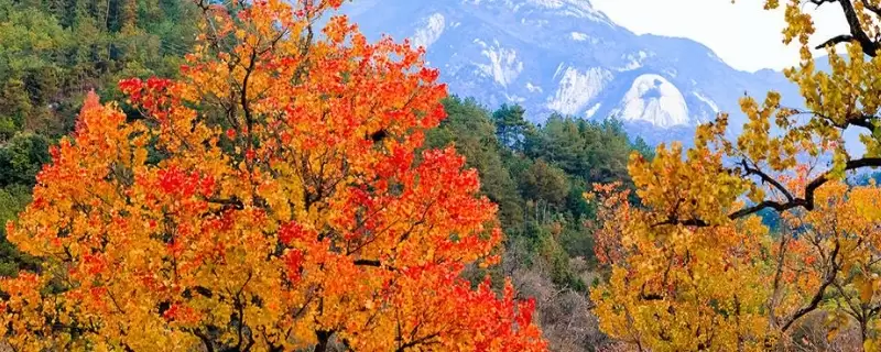 乌桕是什么树-会东网