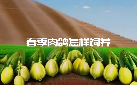 春季肉鸽怎样饲养-会东网