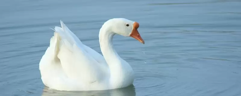 养鹅技术和疾病预防-会东网