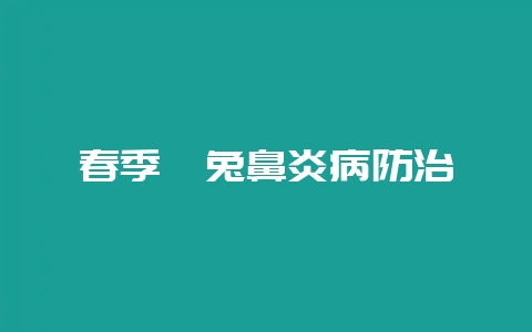 春季獭兔鼻炎病防治插图 春季獭兔鼻炎病防治插图