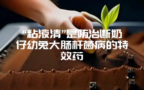 “粘液清”是防治断奶仔幼兔大肠杆菌病的特效药插图 “粘液清”是防治断奶仔幼兔大肠杆菌病的特效药插图