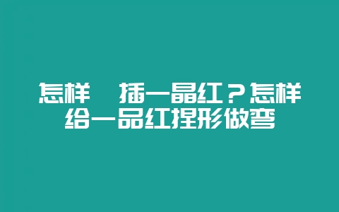 怎样扦插一晶红?怎样给一品红捏形做弯插图 怎样扦插一晶红?怎样给一品红捏形做弯插图