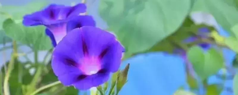 夕颜花的花语和寓意-会东网