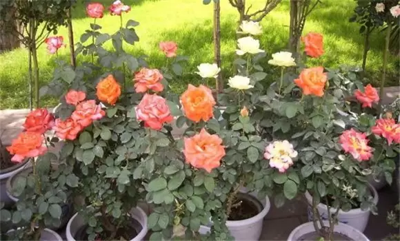 如何养殖月季花 月季花的养殖方法-会东网