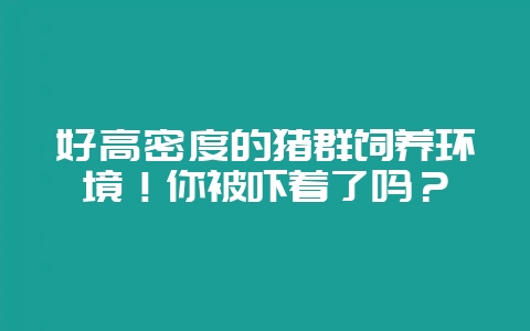好高密度的猪群饲养环境！你被吓着了吗？-会东网